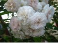 Роза плетистая, сорт Уральский в городе Новосибирск, фото 3, Садовые растения