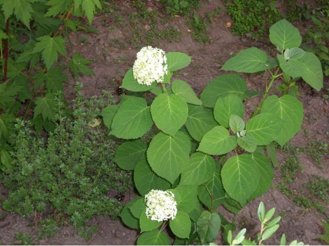 Орех маньчжурский, гортензия, клён жёлтый, моно и ложнозибольдов,лилей в городе Белогорск, фото 2, Садовые растения