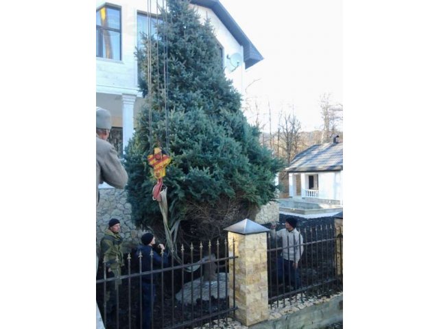 Озеленение. Посадка деревьев. в городе Волгоград, фото 4, Садовые растения