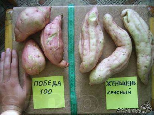 продам клубни  и черенки батата в городе Ипатово, фото 1, стоимость: 300 руб.