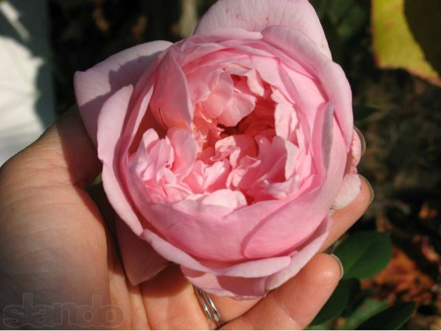Роза соня рикель фото и описание