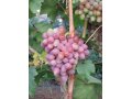 Саженцы винограда в городе Саратов, фото 1, Саратовская область