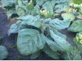 Продаю семена табака сорта «Махорка» в городе Красноярск, фото 1, Красноярский край