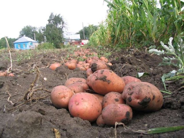 Где В Ставрополе Купить Семенной Картофель