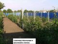 Саженцы и черенки винограда, кусты смородины, малины -почтой по России в городе Москва, фото 5, стоимость: 1 руб.