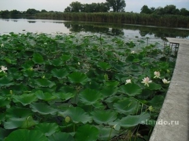 Розовый лотос(ореховый) в городе Краснодар, фото 1, Краснодарский край