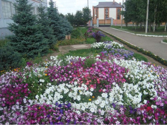 Шикарная и качественная рассада цветов. в городе Казань, фото 3, стоимость: 35 руб.