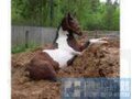 Навоз конский в городе Хабаровск, фото 1, Хабаровский край