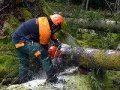 Спил валка обрезка любых деревьев в городе Ростов-на-Дону, фото 2, стоимость: 500 руб.