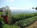 Теплицы из поликарбоната урожай ПК в городе Волоколамск, фото 1, Московская область