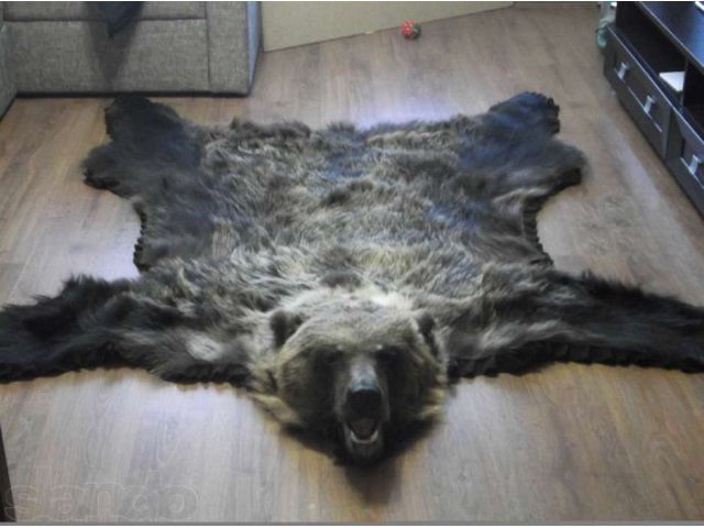 продам шкуру медведя в городе Череповец, фото 1, Другое
