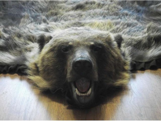 продам шкуру медведя в городе Череповец, фото 2, Вологодская область