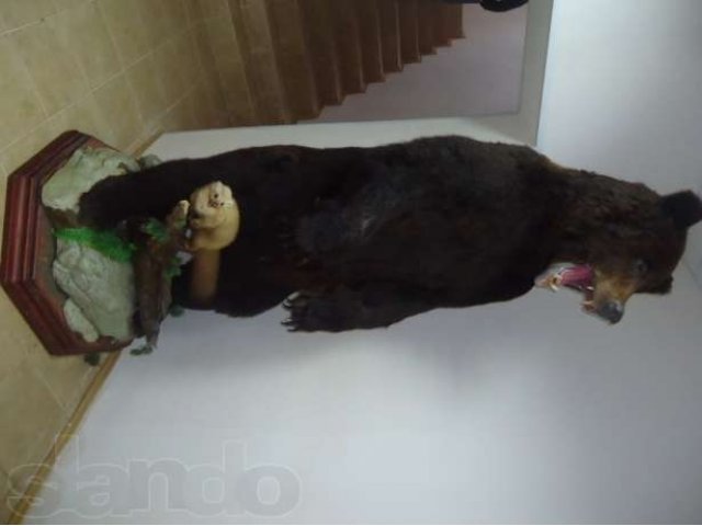 Продам чучело медведя гризли в городе Дмитров, фото 1, стоимость: 100 000 руб.