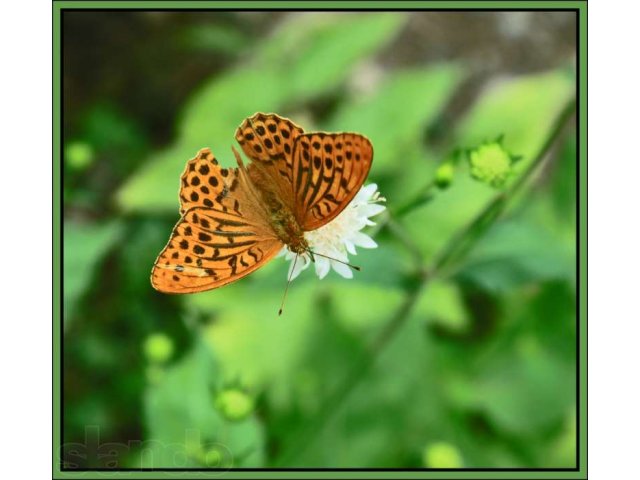 Фотоаппарат canon50D+ объектив tamron17-50+ вспышк в городе Уфа, фото 1, стоимость: 29 000 руб.