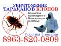 Уничтожение насекомых в городе Комсомольск-на-Амуре, фото 1, Хабаровский край
