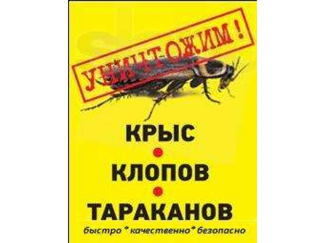 Уничтожение клопов - профессионально. в городе Москва, фото 1, Московская область