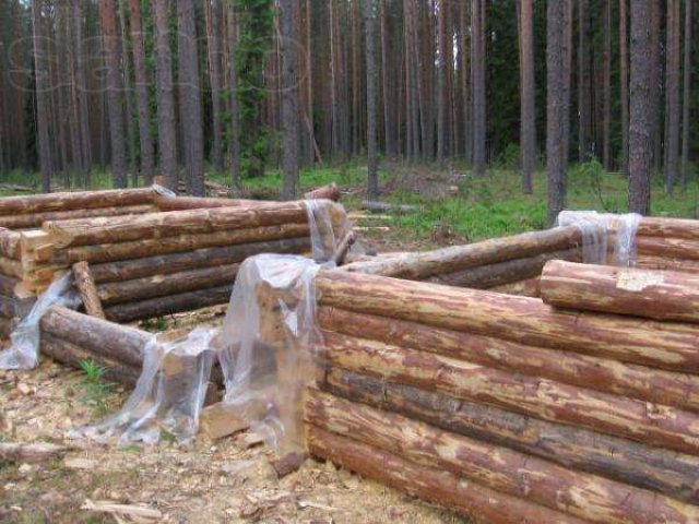 Продажа зимнего леса, доставка, установка. в городе Нижний Новгород, фото 2, Нижегородская область