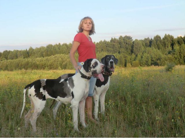 Собачья няня. в городе Киров, фото 1, Питомники, зоогостиницы, няни, передержка