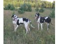 Собачья няня. в городе Киров, фото 3, Питомники, зоогостиницы, няни, передержка