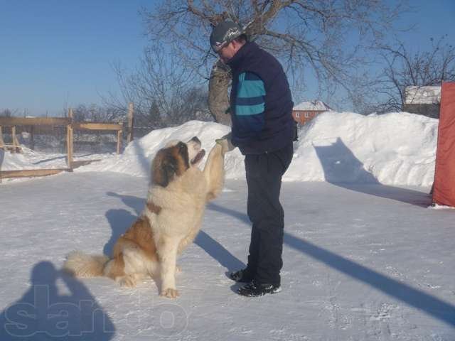 Гостиница для животных в городе Тюмень, фото 3, стоимость: 0 руб.