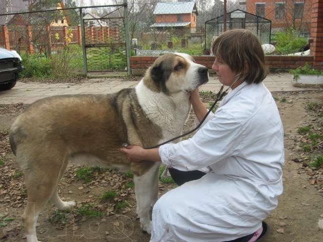 Гостиница для собак. в городе Москва, фото 2, Московская область