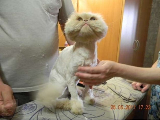 Как подстричь кошку без наркоза