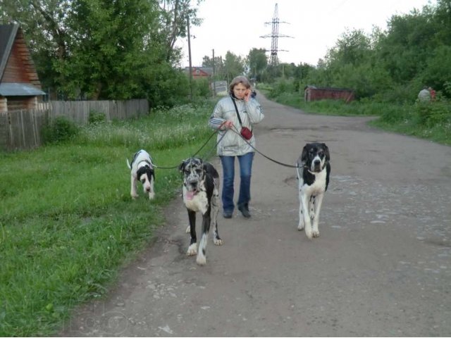 Передержка. в городе Киров, фото 3, Выгул