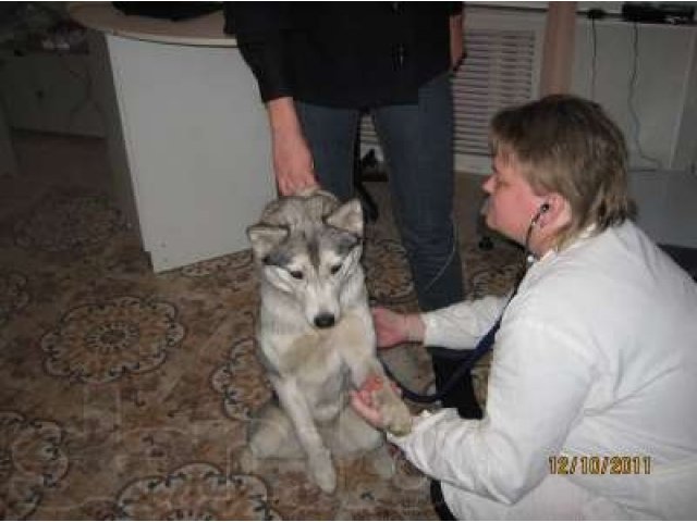 Ветеринарная клиника в городе Нижний Новгород, фото 1, стоимость: 0 руб.