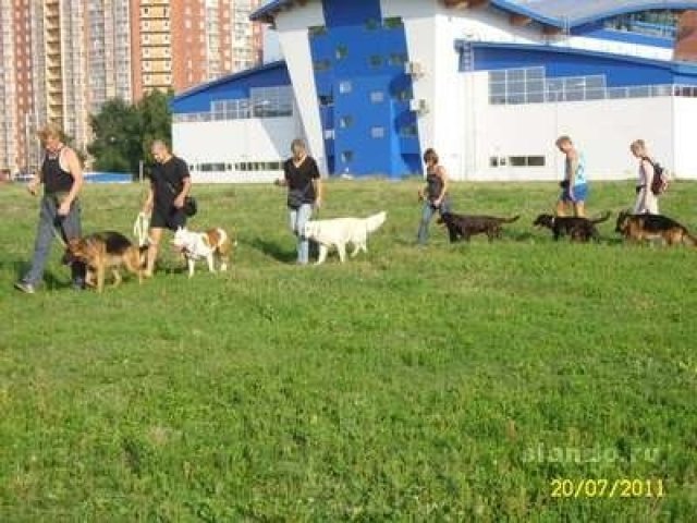 Дрессировка собак в городе Санкт-Петербург, фото 1, Дрессировка