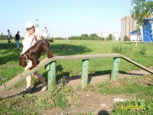 Дрессировка собак в городе Санкт-Петербург, фото 2, Ленинградская область