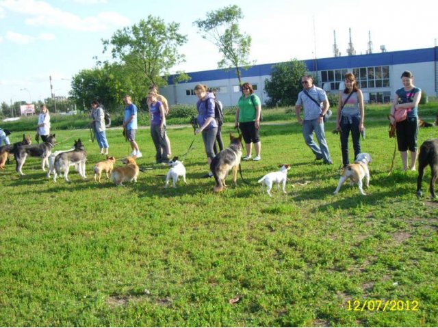 Дрессировка собак в городе Санкт-Петербург, фото 3, стоимость: 0 руб.