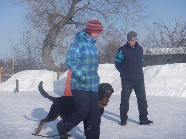 Дрессировка собак в городе Тюмень, фото 4, Дрессировка