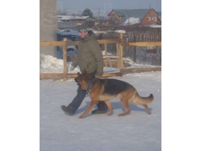 Дрессировка собак в городе Тюмень, фото 6, стоимость: 0 руб.