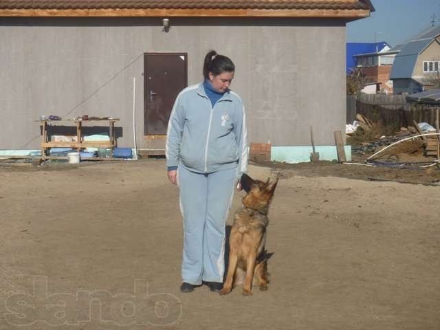 Дрессировка собак в городе Тюмень, фото 7, Дрессировка