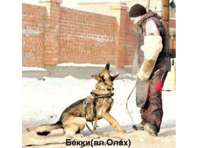 Дрессировка собак в городе Улан-Удэ, фото 4, Бурятия