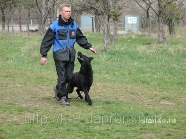 Дрессировка собак в Саратове и Энгельсе. в городе Саратов, фото 3, Саратовская область