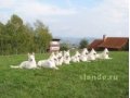 Дрессировка собак в Саратове и Энгельсе. в городе Саратов, фото 1, Саратовская область