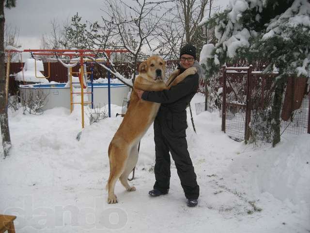 Дрессировка собак ГС, ОКД, ЗКС, КС, блок-пост. в городе Санкт-Петербург, фото 2, Дрессировка