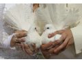 Свадебные голуби в городе Вологда, фото 1, Вологодская область