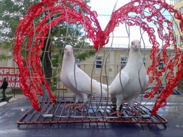 Белоснежные голуби на свадьбу и др. торжества в городе Таганрог, фото 2, Ростовская область