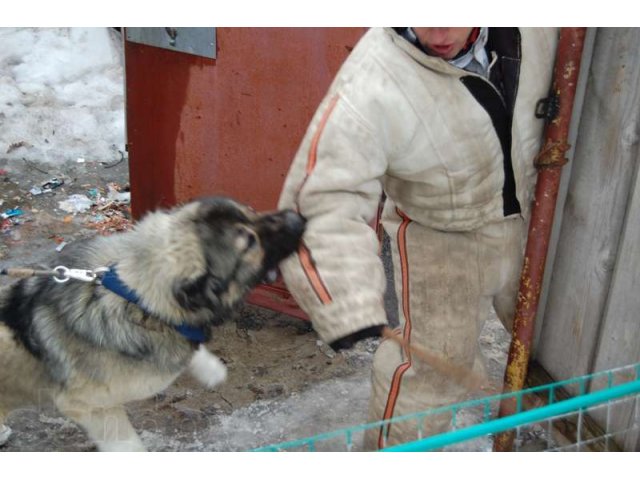 Охрана объектов  собаками в городе Подольск, фото 3, Безопасность, детективы, розыск