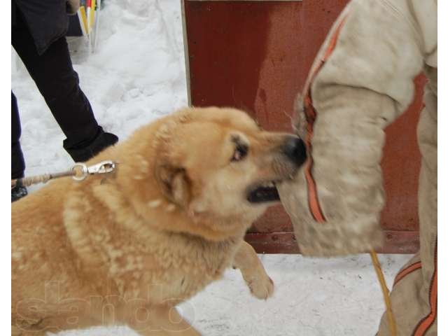 Охрана объектов  собаками в городе Подольск, фото 6, Безопасность, детективы, розыск