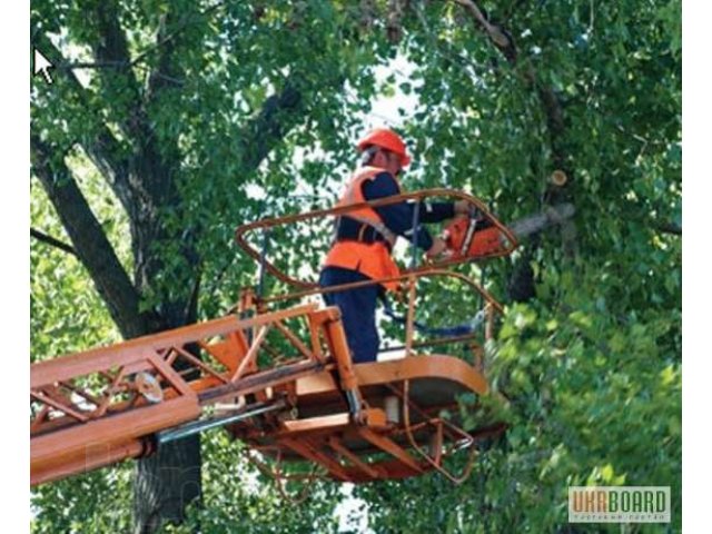 Вырубка дереьев в городе Самара, фото 1, стоимость: 0 руб.