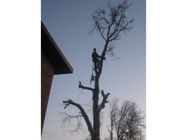 Спил аварийных деревьев в городе Киржач, фото 1, Другое