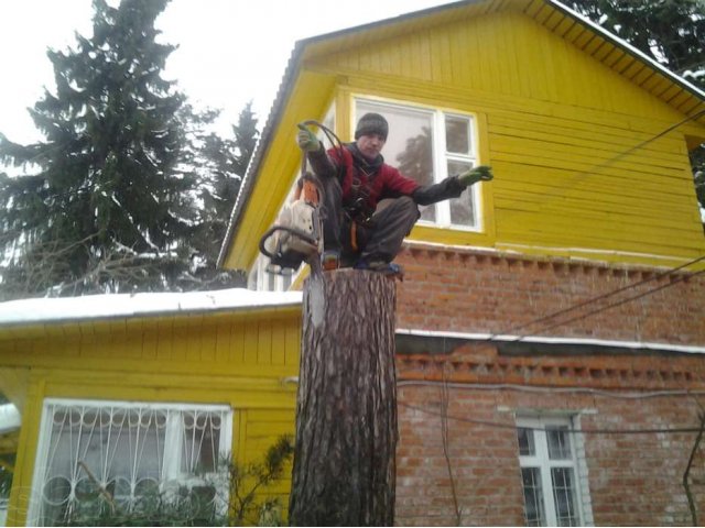 Спил аварийных деревьев в городе Киржач, фото 3, стоимость: 0 руб.