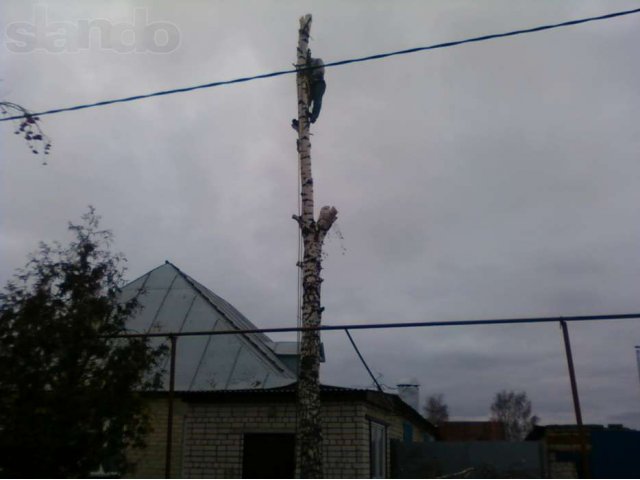 Удаление деревьев в городе Тамбов, фото 1, стоимость: 0 руб.