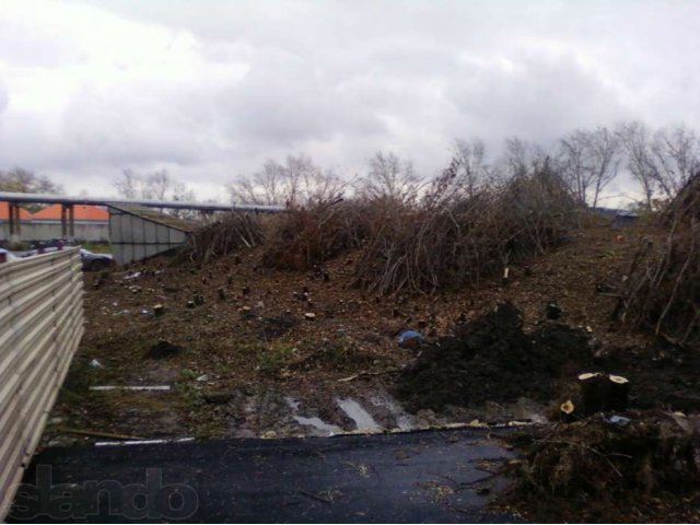 Удаление деревьев в городе Тамбов, фото 3, Тамбовская область
