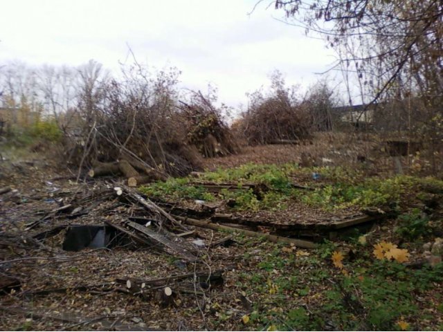 Удаление деревьев в городе Тамбов, фото 4, стоимость: 0 руб.