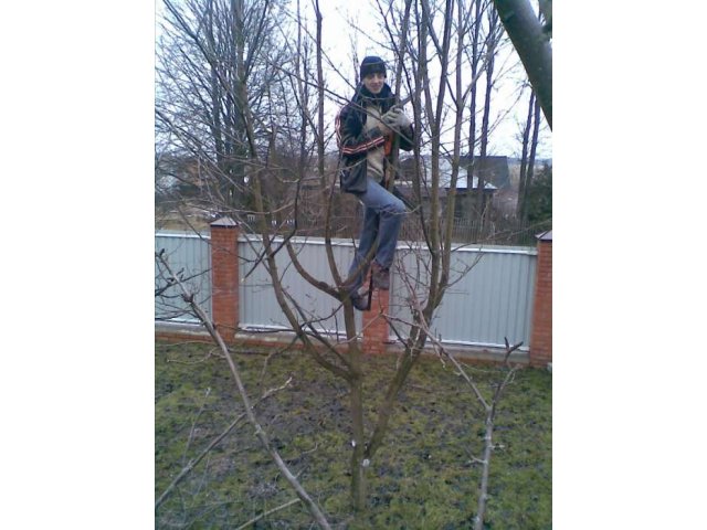 Обрезка сада (плодовых деревьев и кустарников) в городе Химки, фото 1, стоимость: 0 руб.