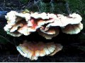 Лапчатка, плаун, грибной жир, чай Лесной аромат в городе Гусь-Хрустальный, фото 3, Другое